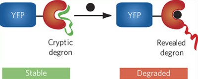 Small-molecule displacement of a cryptic degron causes conditional protein degradation