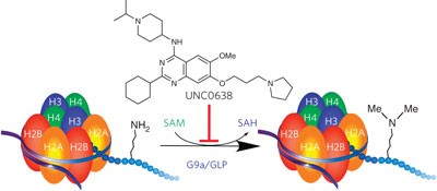 A chemical probe selectively inhibits G9a and GLP methyltransferase activity in cells