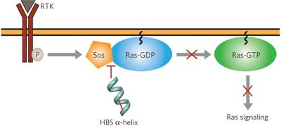 An orthosteric inhibitor of the Ras-Sos interaction