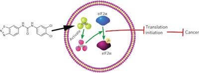 Chemical genetics identify eIF2α kinase heme-regulated inhibitor as an anticancer target