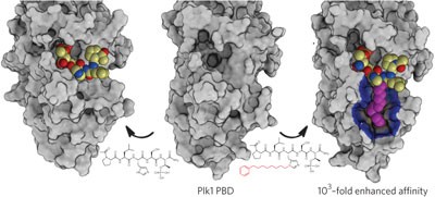 Serendipitous alkylation of a Plk1 ligand uncovers a new binding channel