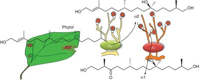 The second <i>Phytophthora</i> mating hormone defines interspecies biosynthetic crosstalk