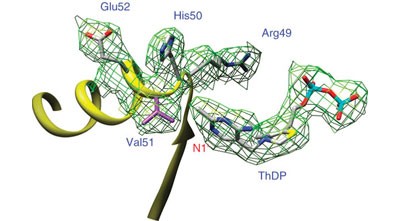 Glyoxylate carboligase lacks the canonical active site glutamate of thiamine-dependent enzymes