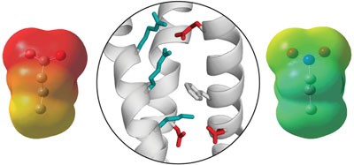 Contributions of counter-charge in a potassium channel voltage-sensor domain