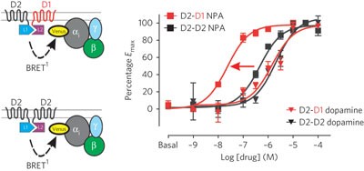 CODA-RET reveals functional selectivity as a result of GPCR heteromerization