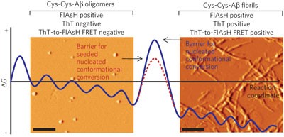 Amyloid-β forms fibrils by nucleated conformational conversion of oligomers