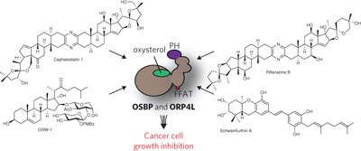 Natural products reveal cancer cell dependence on oxysterol-binding proteins