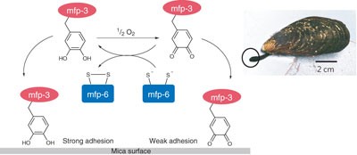 Mussel protein adhesion depends on interprotein thiol-mediated redox modulation