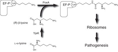 The tRNA synthetase paralog PoxA modifies elongation factor-P with (<i>R</i>)-β-lysine