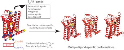 Multiple ligand-specific conformations of the β<sub>2</sub>-adrenergic receptor