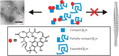 Ligand binding to distinct states diverts aggregation of an amyloid-forming protein