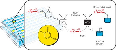 Using simple donors to drive the equilibria of glycosyltransferase-catalyzed reactions