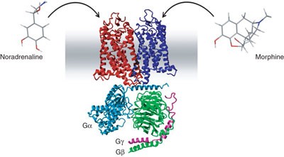 Conformational cross-talk between α<sub>2A</sub>-adrenergic and μ-opioid receptors controls cell signaling