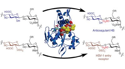 Engineering sulfotransferases to modify heparan sulfate