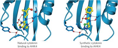 Structural basis for cytokinin recognition by <i>Arabidopsis thaliana</i>&#xa0;histidine kinase 4