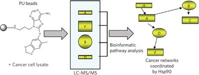 Affinity-based proteomics reveal cancer-specific networks coordinated by Hsp90