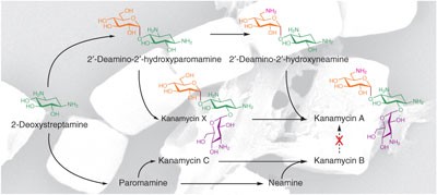 Discovery of parallel pathways of kanamycin biosynthesis allows antibiotic manipulation