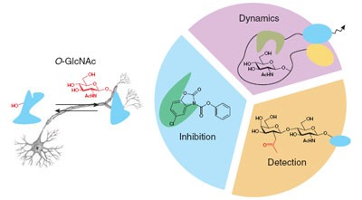 Chemical approaches to understanding <i>O</i>-GlcNAc glycosylation in the brain