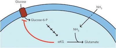 α-ketoglutarate coordinates carbon and nitrogen utilization via enzyme I inhibition