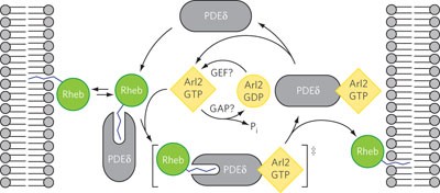 Arl2-GTP and Arl3-GTP regulate a GDI-like transport system for farnesylated cargo