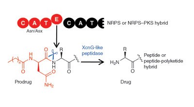 A natural prodrug activation mechanism in nonribosomal peptide synthesis