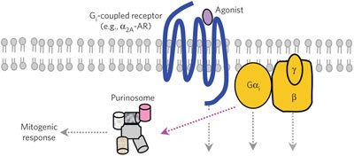 GPCRs regulate the assembly of a multienzyme complex for purine biosynthesis