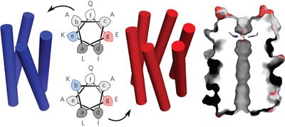 A <i>de novo</i> peptide hexamer with a mutable channel