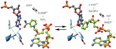 Cofactor mobility determines reaction outcome in the IMPDH and GMPR (β-α)<sub>8</sub> barrel enzymes