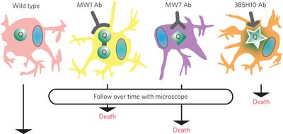 Identifying polyglutamine protein species <i>in situ</i> that best predict neurodegeneration