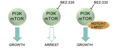 A chemical-genetic screen reveals a mechanism of resistance to PI3K inhibitors in cancer