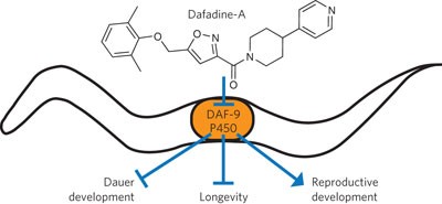 Dafadine inhibits DAF-9 to promote dauer formation and longevity of <i>Caenorhabditis elegans</i>