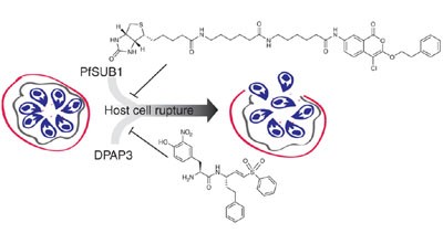 Identification of proteases that regulate erythrocyte rupture by the malaria parasite <i>Plasmodium falciparum</i>