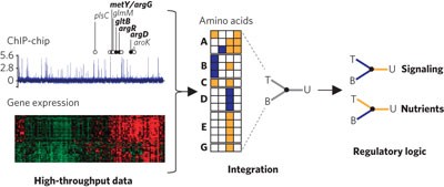 Deciphering the transcriptional regulatory logic of amino acid metabolism