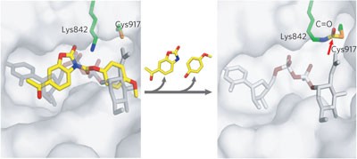 A neutral diphosphate mimic crosslinks the active site of human O-GlcNAc transferase