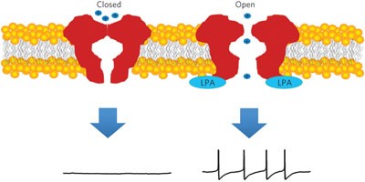 Lysophosphatidic acid directly activates TRPV1 through a C-terminal binding site