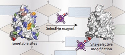 Choosing an effective protein bioconjugation strategy