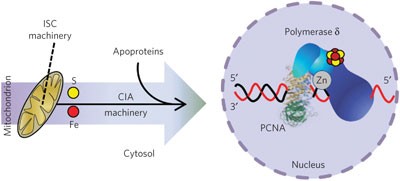 Eukaryotic DNA polymerases require an iron-sulfur cluster for the formation of active complexes