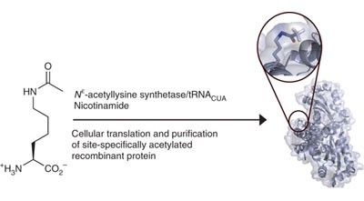 Genetically encoding <i>N</i><sup>ε</sup>-acetyllysine in recombinant proteins