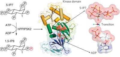 Structural basis for an inositol pyrophosphate kinase surmounting phosphate crowding