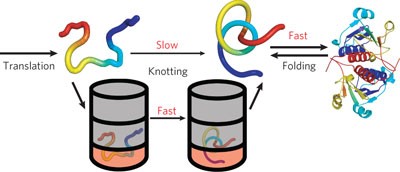 Knot formation in newly translated proteins is spontaneous and accelerated by chaperonins