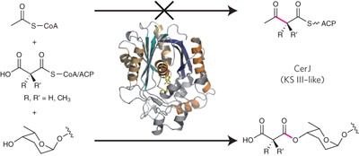A ketosynthase homolog uses malonyl units to form esters in cervimycin biosynthesis