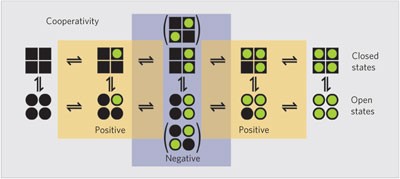 How subunits cooperate in cAMP-induced activation of homotetrameric HCN2 channels