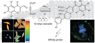 Natural product–inspired cascade synthesis yields modulators of centrosome integrity