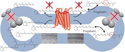 Primary amines protect against retinal degeneration in mouse models of retinopathies