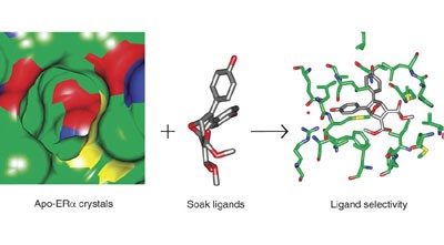 NFκB selectivity of estrogen receptor ligands revealed by comparative crystallographic analyses