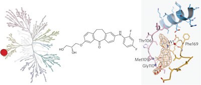 Skepinone-L is a selective p38 mitogen-activated protein kinase inhibitor