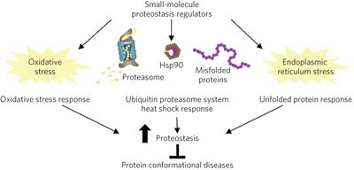 Small-molecule proteostasis regulators for protein conformational diseases