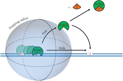 Timing facilitated site transfer of an enzyme on DNA