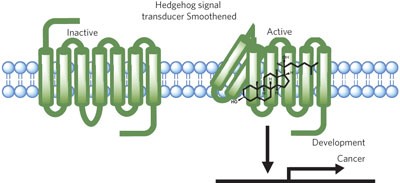 Oxysterols are allosteric activators of the oncoprotein Smoothened