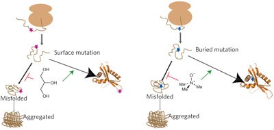 Chemical chaperones assist intracellular folding to buffer mutational variations
